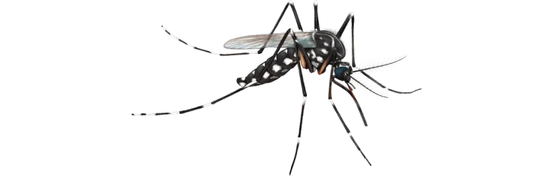 mosquiteras en Tarragona protecci&oacute;n mosquito tigre